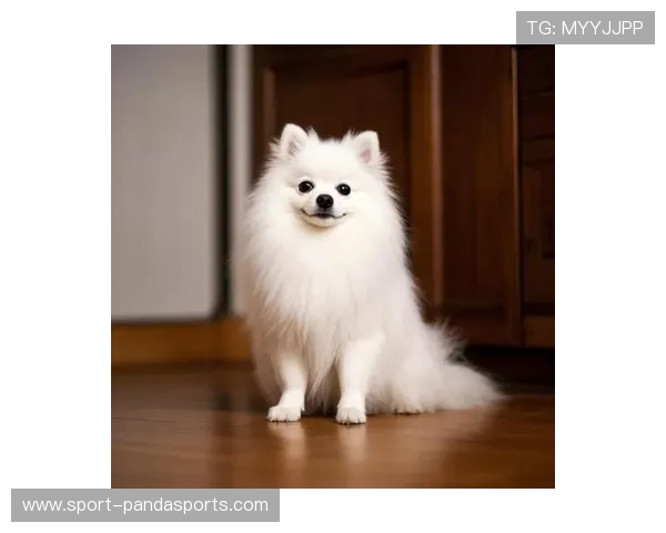 足球明星们宠爱的狗狗名字大揭秘这些萌宠成了球场之外的焦点